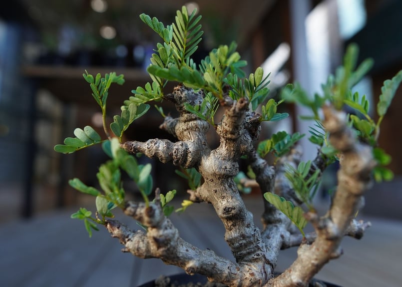 センナ メリディオナリス Senna meridionalis | mana's farm:塊