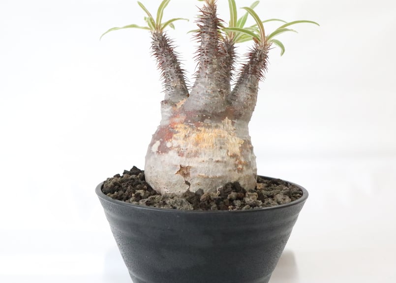 塊根植物 グラキリス k*a様 塊根植物 グラキリス パキポディウム・グラキリス | 塊根