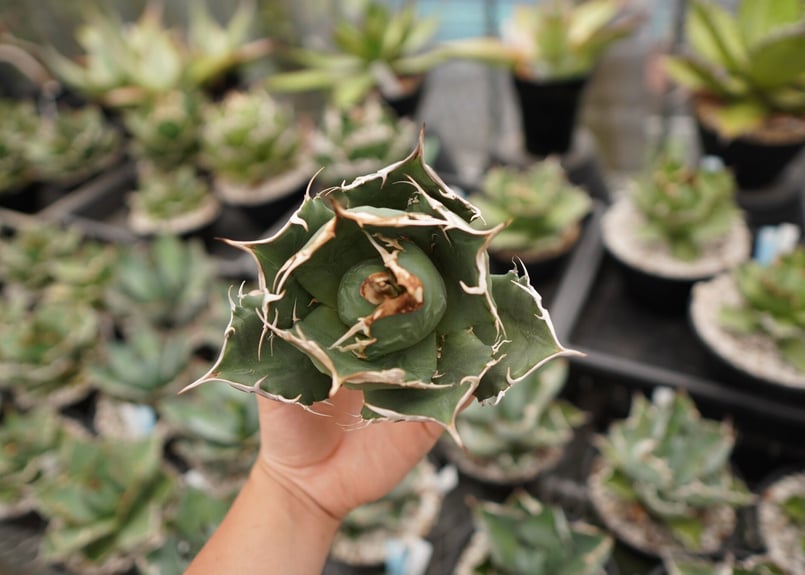 アガベ チタノタ 白鯨 NO.11 | mana's farm:塊根植物・アガベ