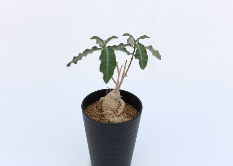 ラフィオナクメ フラナガニー | mana's farm:塊根植物・アガベ・ドライ