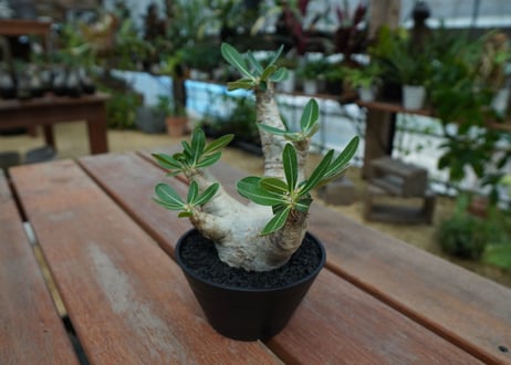 パキポディウム　エブレネウム　Pachypodium eburneum  No.2