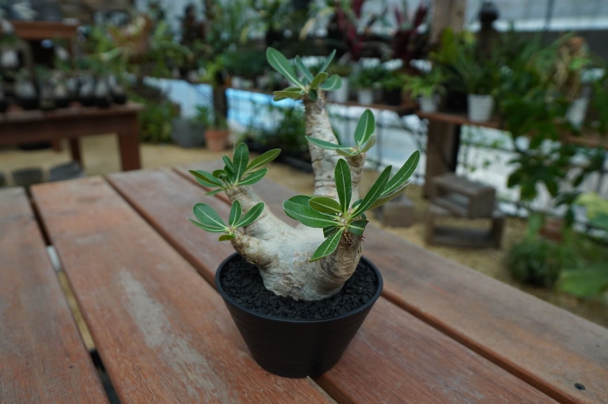 パキポディウム エブレネウム Pachypodium eburneum No.2 | man