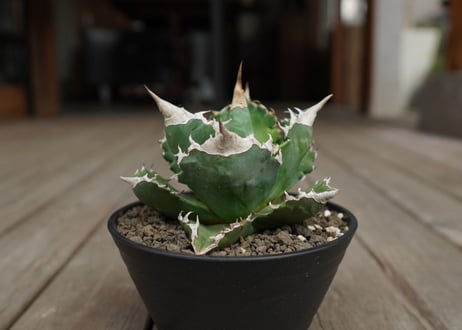 アガベ　チタノタ　白火焔　agave titanota white fire