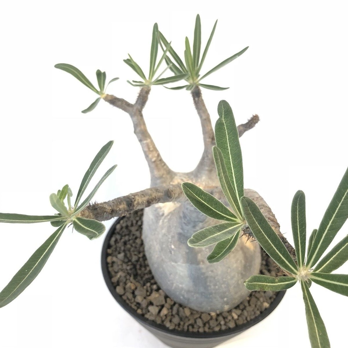 パキポディウム グラキリス 塊根植物 塊根植物【一点物】パキポディウム・グラキリス / 幹幅約11cm×高さ27cm