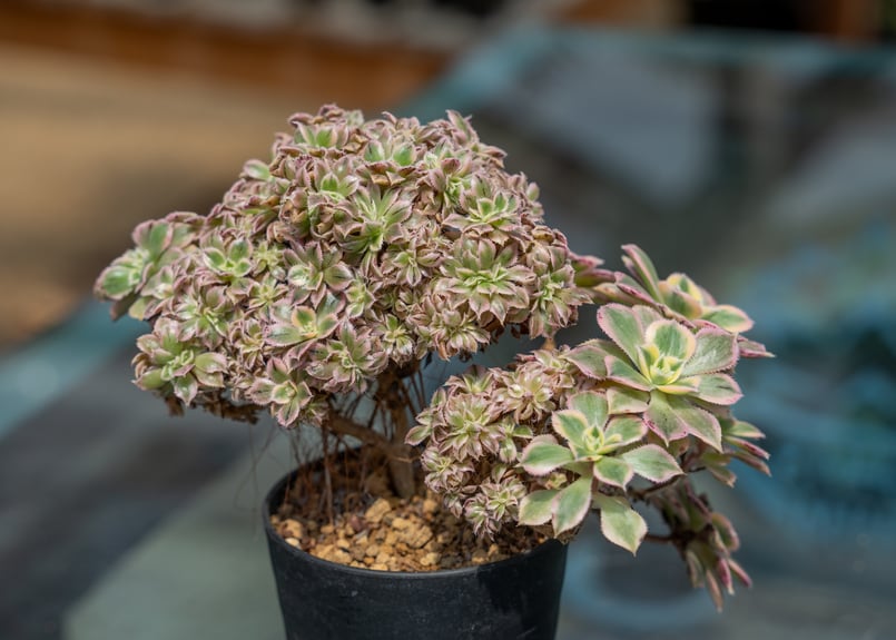 アエオニウム サンバースト 綴化 | mana's farm:塊根植物・アガベ