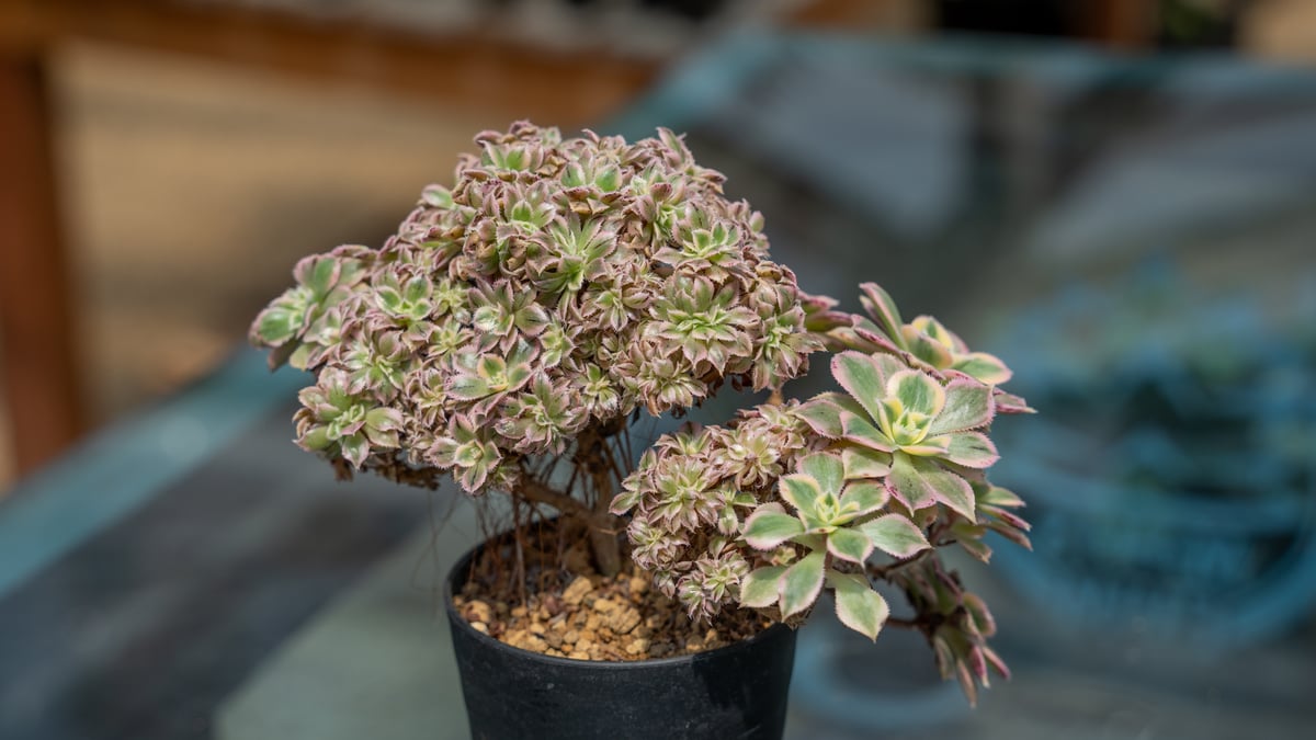 韶秀超大綴化 アエオニウム 多肉植物 抜き苗 名前付き発送 fit=scale-down,w=1200