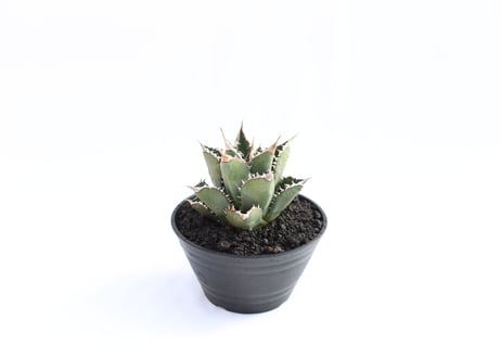 Agave titanota FO-76  compacta  no.９