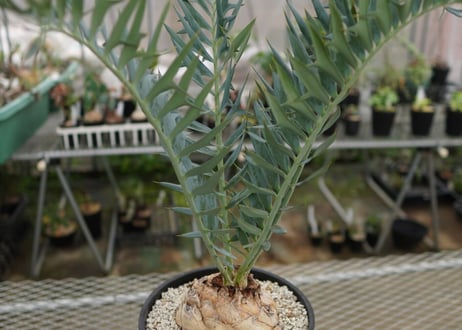 エンセファラルトス　 ホリダス　Encephalartos horridus　 NO.2