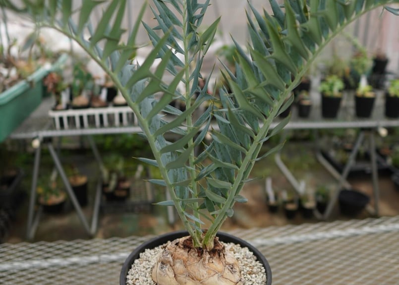 エンセファラルトス ホリダス Encephalartos horridus NO.2 | エンセファラルトス ホリダス Encephalartos horridus NO.2 |