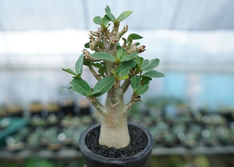 アデニウム　Adenium　No.15