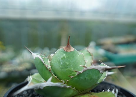 アガベ　チタノタ 　Agave titanota No.3