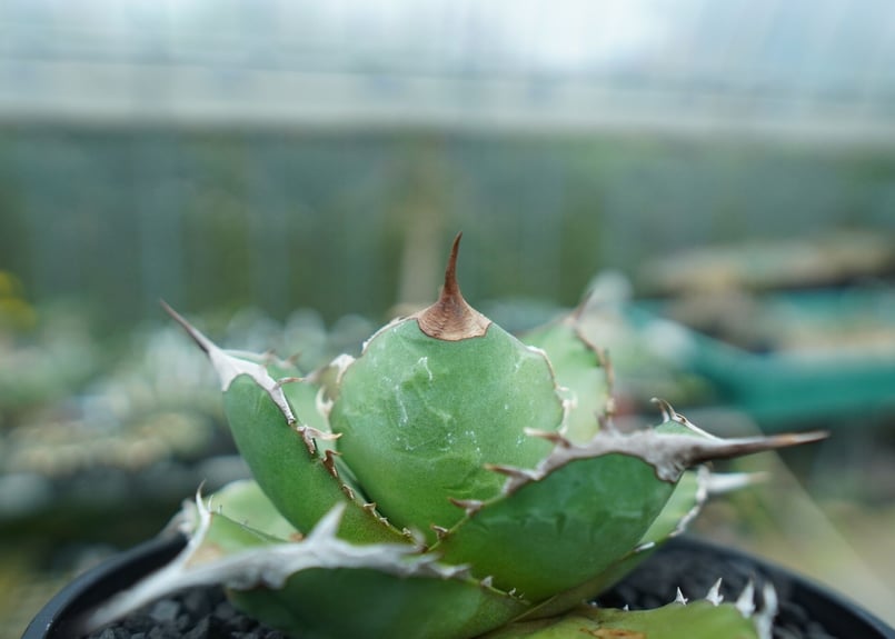 アガベ チタノタ Agave titanota No.3 | mana's farm:塊根植