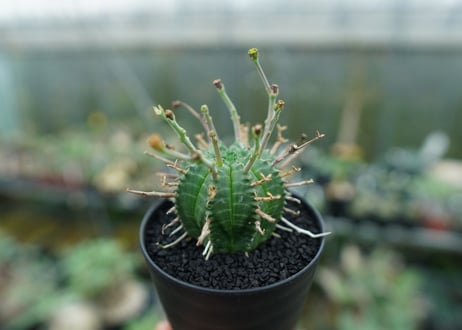 ユーフォルビア　バリダ　Euphorbia valida　No.4