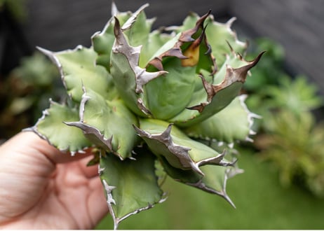 Agave titanota dwarf 姫厳龍 B NO.2