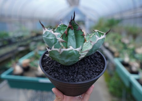 アガベ　チタノタ　 ブラックアンドブルー 　Agave titanota black and blue　No.1