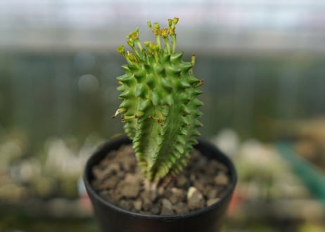 ユーフォルビア　スザンナエ　Euphorbia susannae