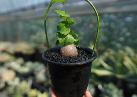 亀甲竜　Dioscorea elephantipes No.8