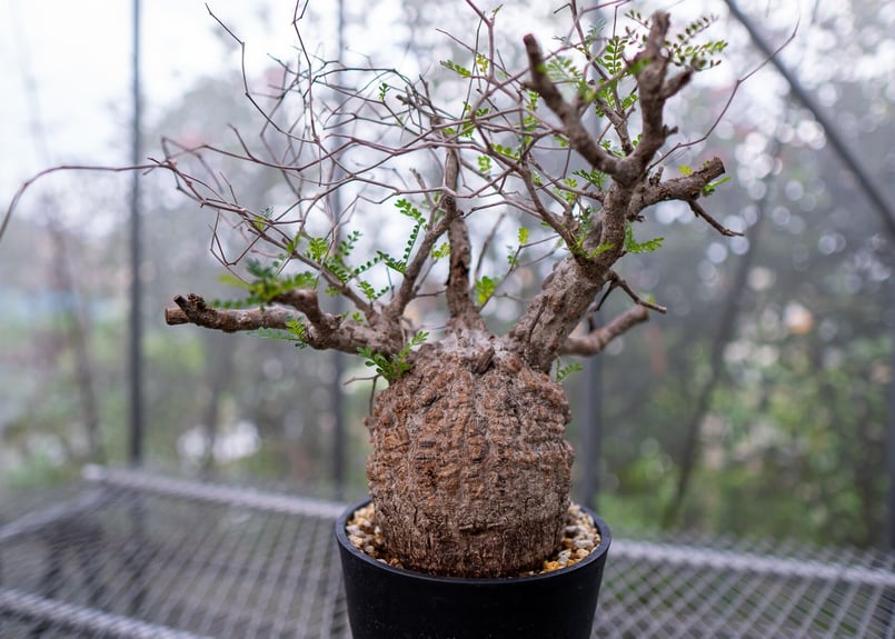 オペルクリカリア パキプス | mana's farm:塊根植物・アガベ・ドライ