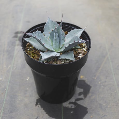 アガベパラサナグローブ | STORES