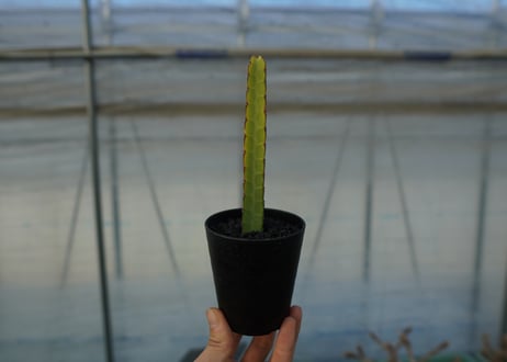 ユーフォルビア　ヘテロクロマ　Euphorbia heterochroma No.2