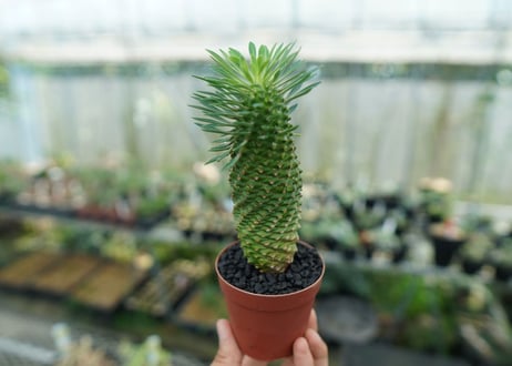 ユーフォルビア　ソテツキリン "パイナップルコーン"　Euphorbia sotetsukirin  No.10