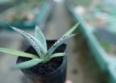 アガベ　屈原の舞扇 Agave 'Kutsugen no Maiougi'   No.2