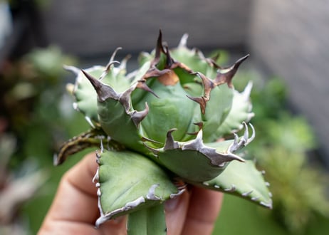 Agave titanota dwarf 姫厳龍NO.3