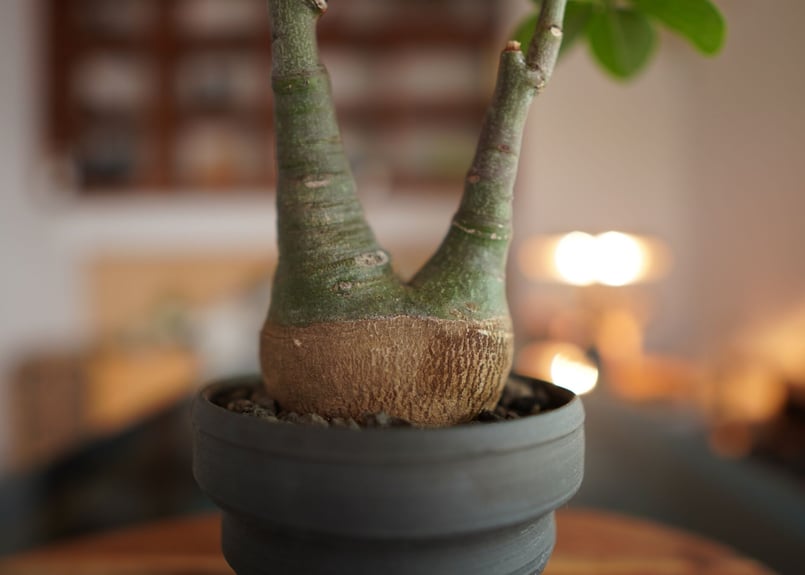 アデニア グラウカ Adenia glauca | mana's farm:塊根植物