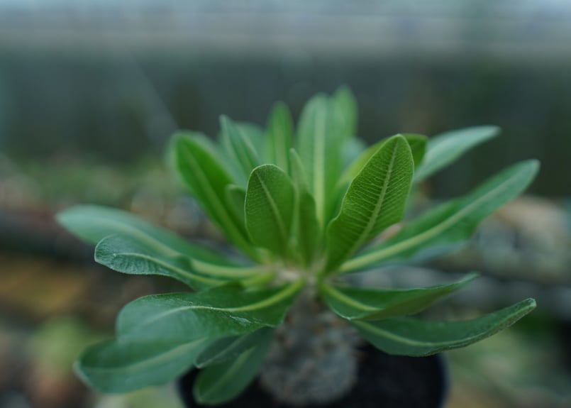 パキポディウム 恵比寿大黒 Pachypodium Densicaule No.9 | man