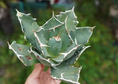 Agave titanota 白鯨 B NO.6