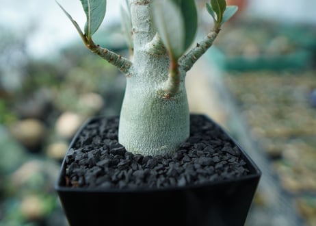 アデニウム　Adenium　No.10