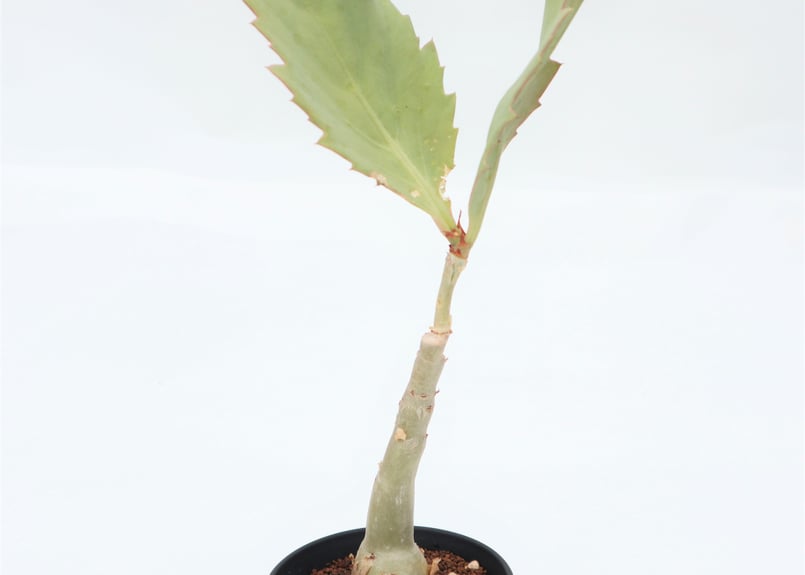 キフォステンマ　ユッタエ　現地球【発根済】 キフォステンマ ユッタエ | mana's farm:塊根植物・アガベ・ドライ