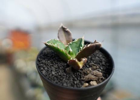 アガベ　チタノタ　鬼爪雪峰  Agave titanota “Onitsume Yukimine"　No.1