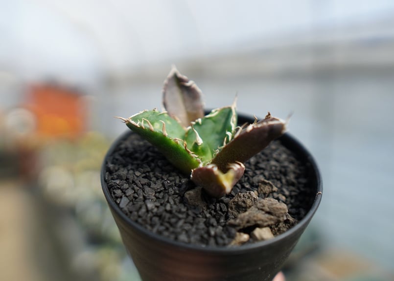 アガベ チタノタ 鬼爪雪峰 Agave titanota “Onitsume Yukimin