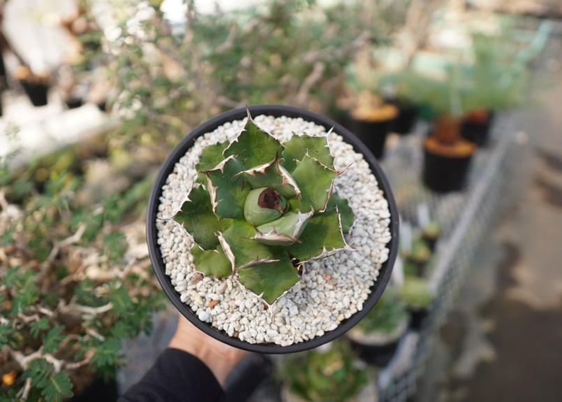 agave titanota dwarf No.2 | mana's farm:塊根植物・ア