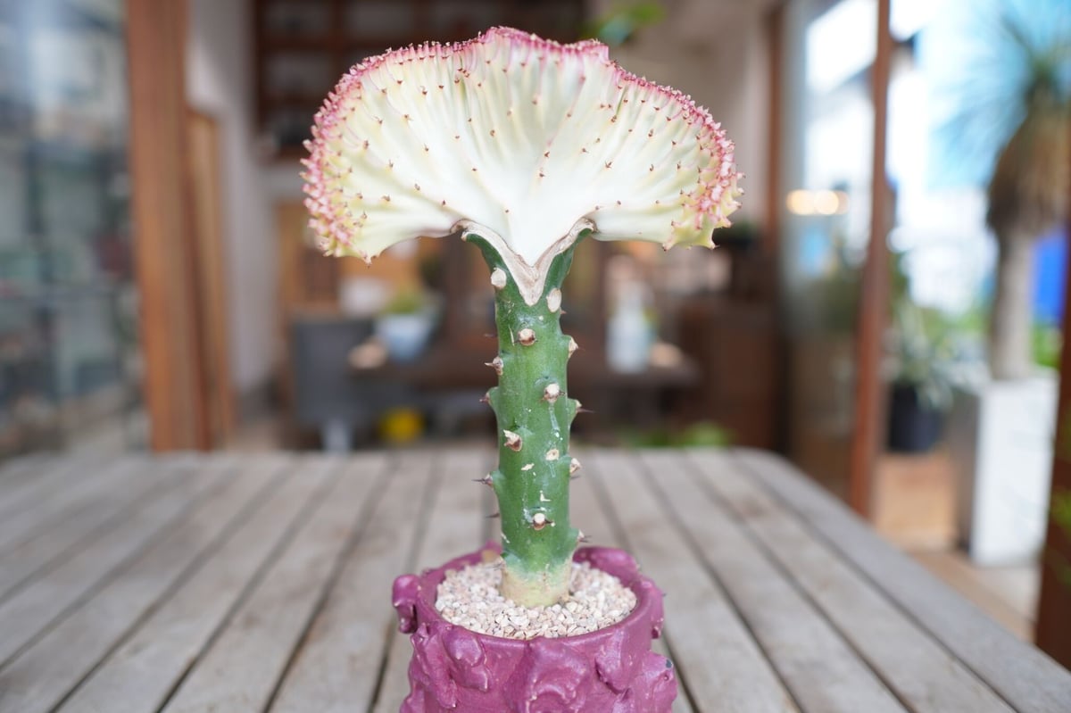 ユーフォルビア ラクテア Euphorbia lactea | mana's farm:塊根