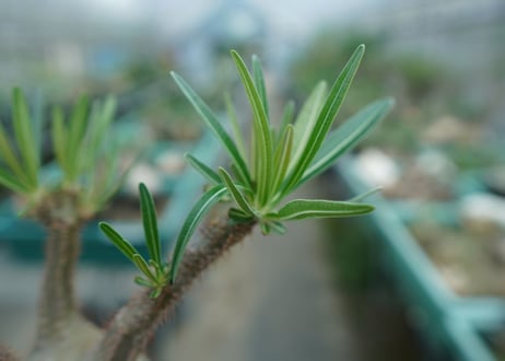 パキポディウム　グラキリス　 Pachypodium Gracilius  No.5