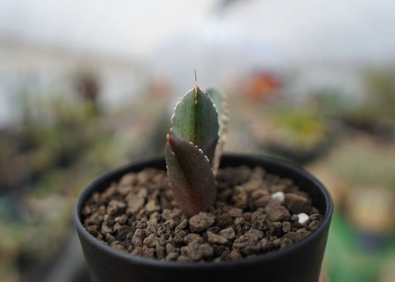 agave 鬼爪 雪峰 №10 | mana's farm:塊根植物・アガベ・ドライガーデン
