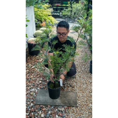 グレビレア | STORES