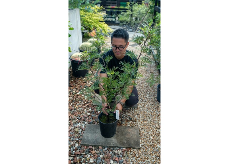 グレビレア ココナッツアイス | mana's farm:塊根植物・アガベ・ドライ