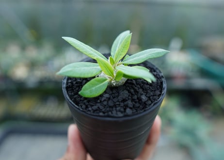 パキポディウム　恵比寿笑い　Pachypodium brevicaule　No.3