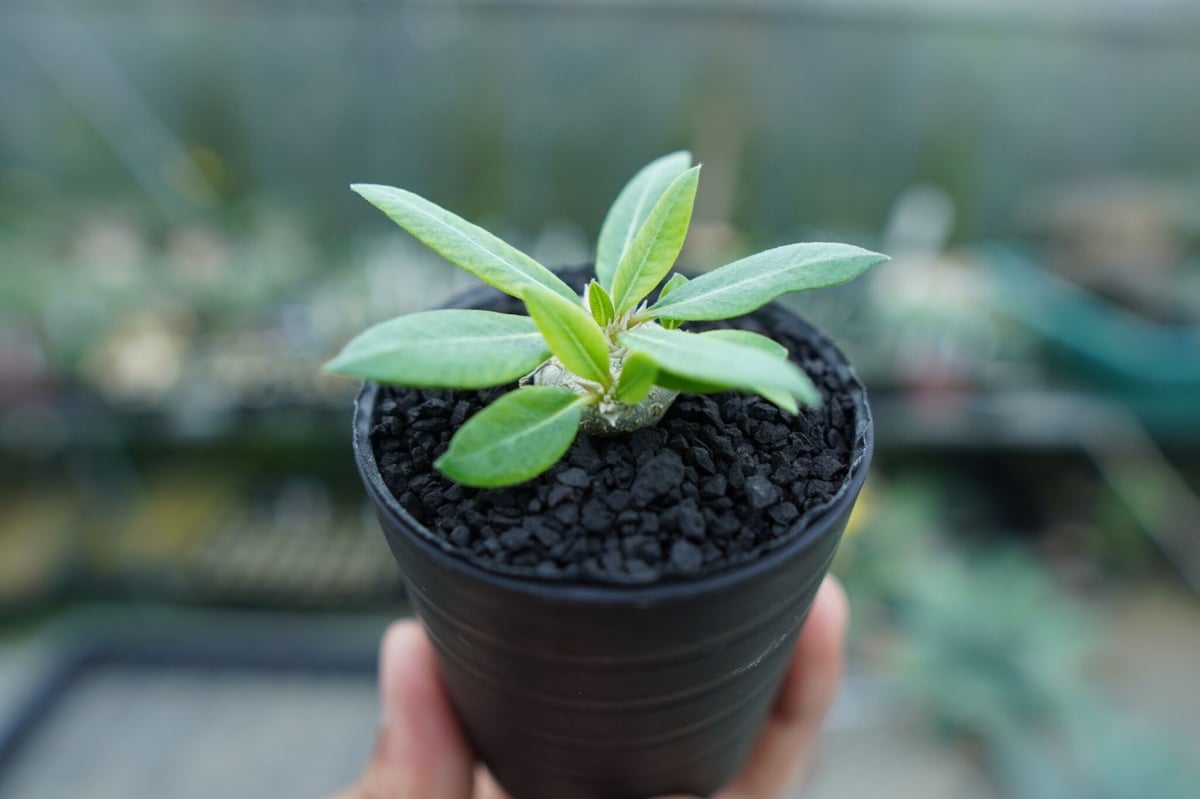 パキポディウム 恵比寿笑い Pachypodium brevicaule ③ パキポディウム 恵比寿笑い Pachypodium brevicaule No.3 | man