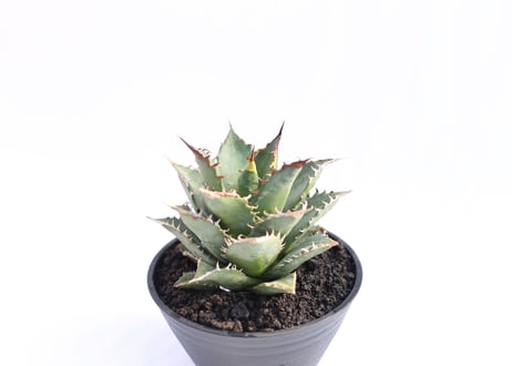 Agave titanota FO-76  compacta  no.１３
