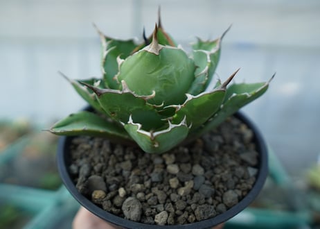 アガベ　チタノタ　FO-76　agave titanota  FO-76　No.1