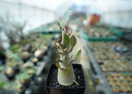 アデニウム　Adenium　No.3