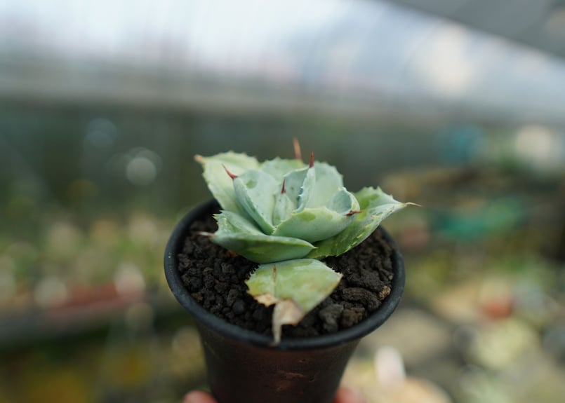 アガベ 白銀兜蟹 Agave isthmensis 
