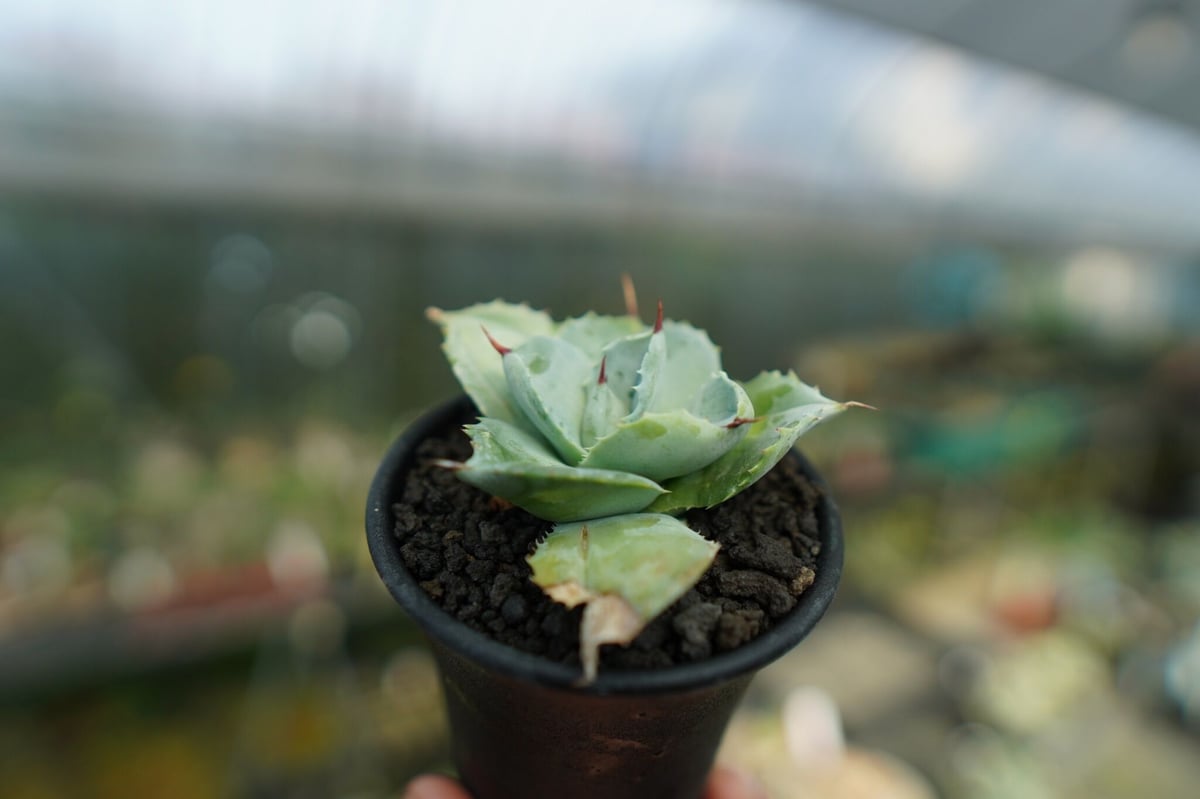 多肉植物 アガベ イシスメンシス 白銀兜蟹 極上大株 多肉植物 アガベ イシスメンシス 白銀兜蟹 極上大株