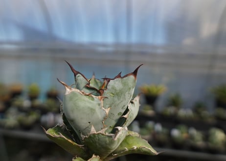 agave titanota ブラック＆ブルー　No.8