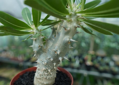 パキポディウム　デンシフローラム　Pachypodium densiflorum　No.2