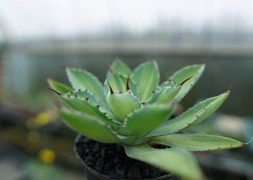 アガベ 吉祥冠錦 Agave potatorum variegata | mana's fa